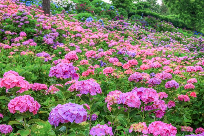 【津市】かざはやの里の紫陽花が6/7に見頃！77000株の絶景を見に行こう！