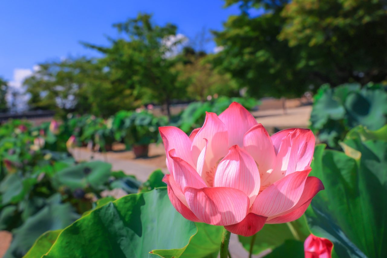 【津市】高田本山の蓮が7/25に見頃🪷 ピンク・白の色鮮やかな蓮を見に行こう