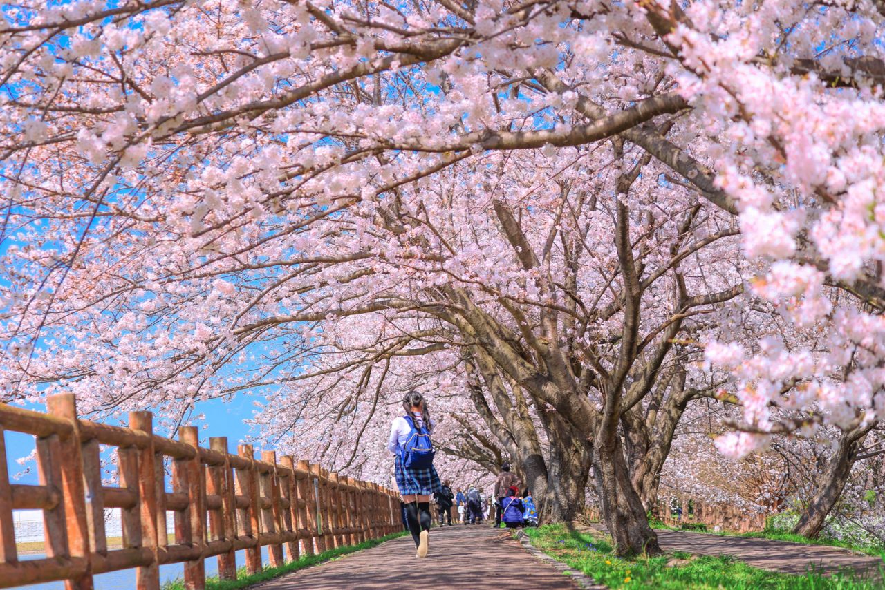 【鈴鹿市】石垣池公園の桜が3/28に満開！駐車場や見所を紹介します