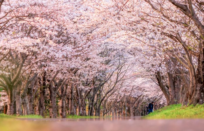 【津市】北神山花街道の桜が3/30に満開！絶景の桜並木を見に行こう