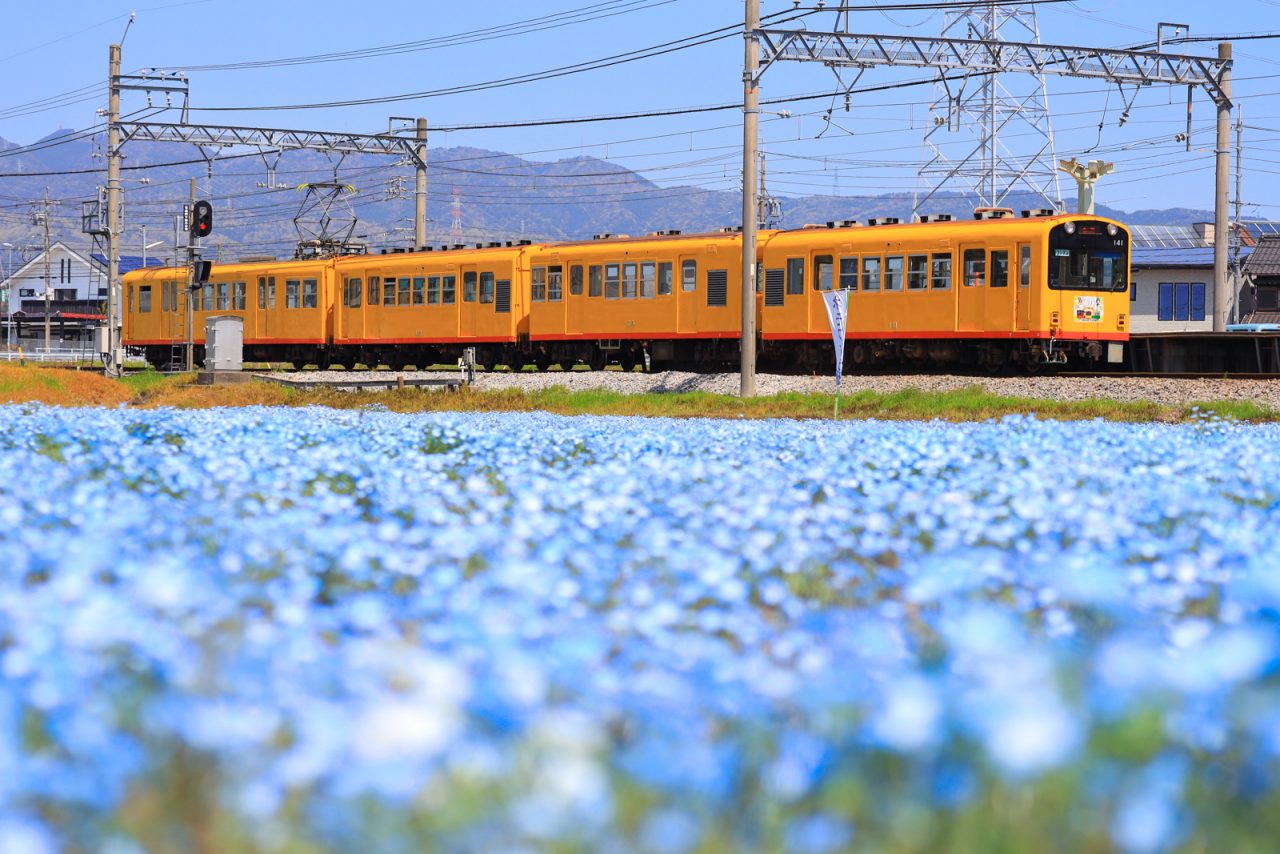 【いなべ市】大泉駅のネモフィラが4/10に満開！青い絨毯とイエロー車両が絵になる美しさ