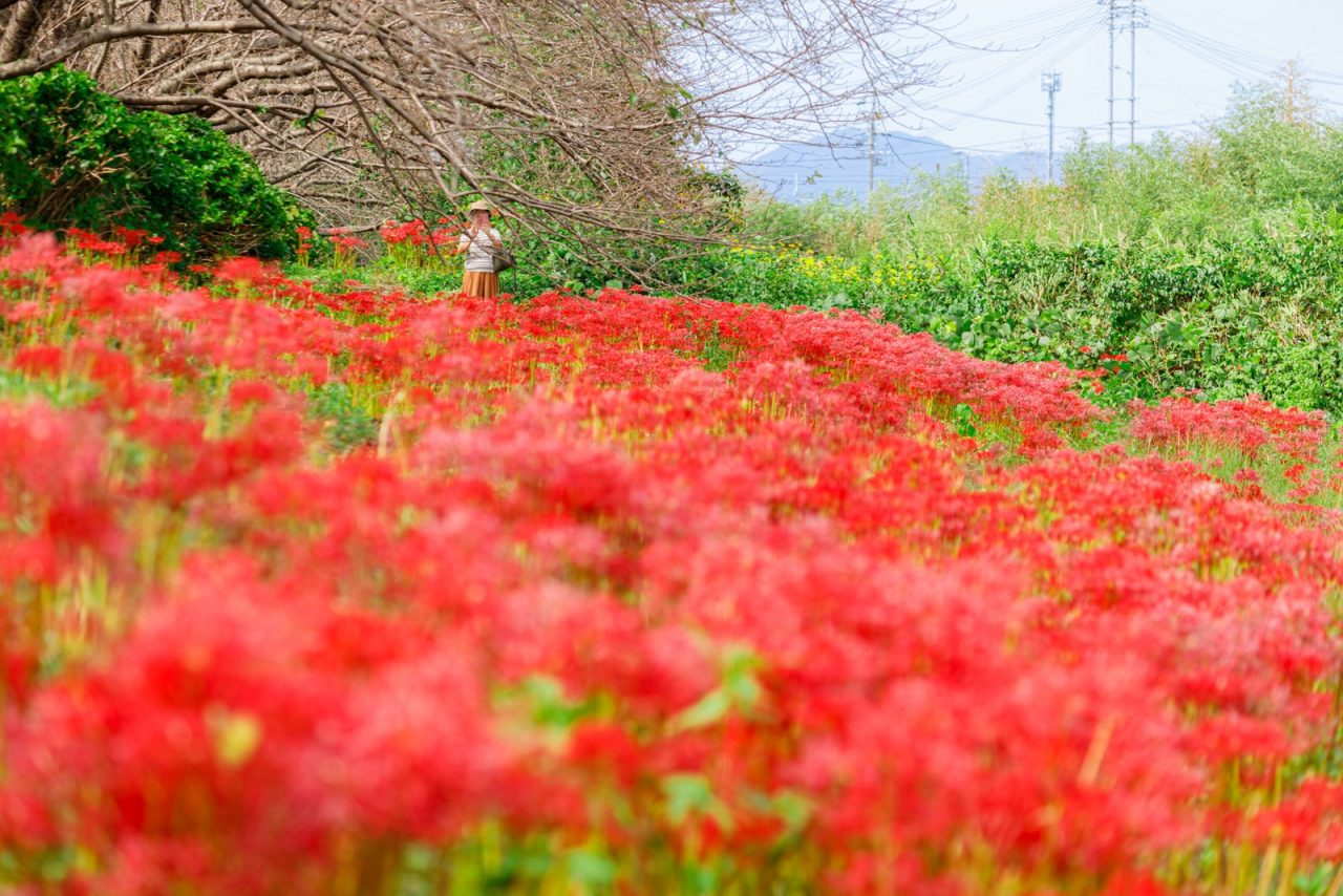【津市】北神山花街道の彼岸花が9/26に満開 🌺 密集する彼岸花を見に行こう