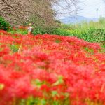 【津市】北神山花街道の彼岸花が9/26に満開 🌺 密集する彼岸花を見に行こう
