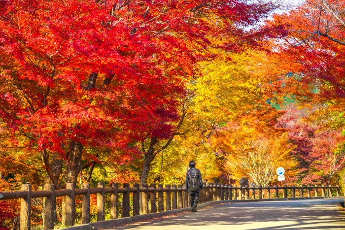 【2023年版】水沢もみじ谷の紅葉見ごろはいつ？駐車場や撮影ポイントも紹介