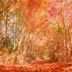 【大台町】まるでトトロの森！丸山公園にあるドウダンツツジのトンネルで紅葉が見頃です🍁