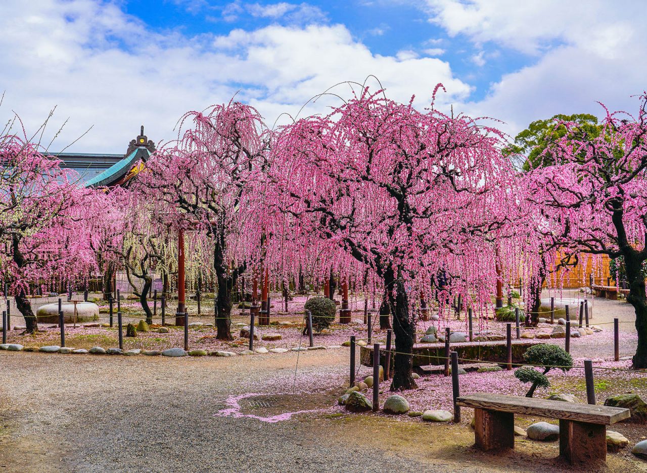 結城神社の梅まつり（2022年度）が3月5日に見頃！撮影ポイントを紹介します