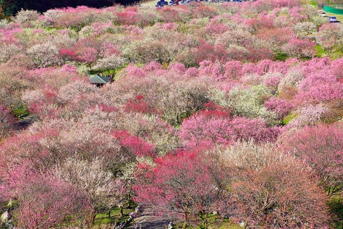 年に行きたい三重県の梅名所４選 三重のええとこ巡り 三重県の旬な観光スポットを巡るフォトブログ