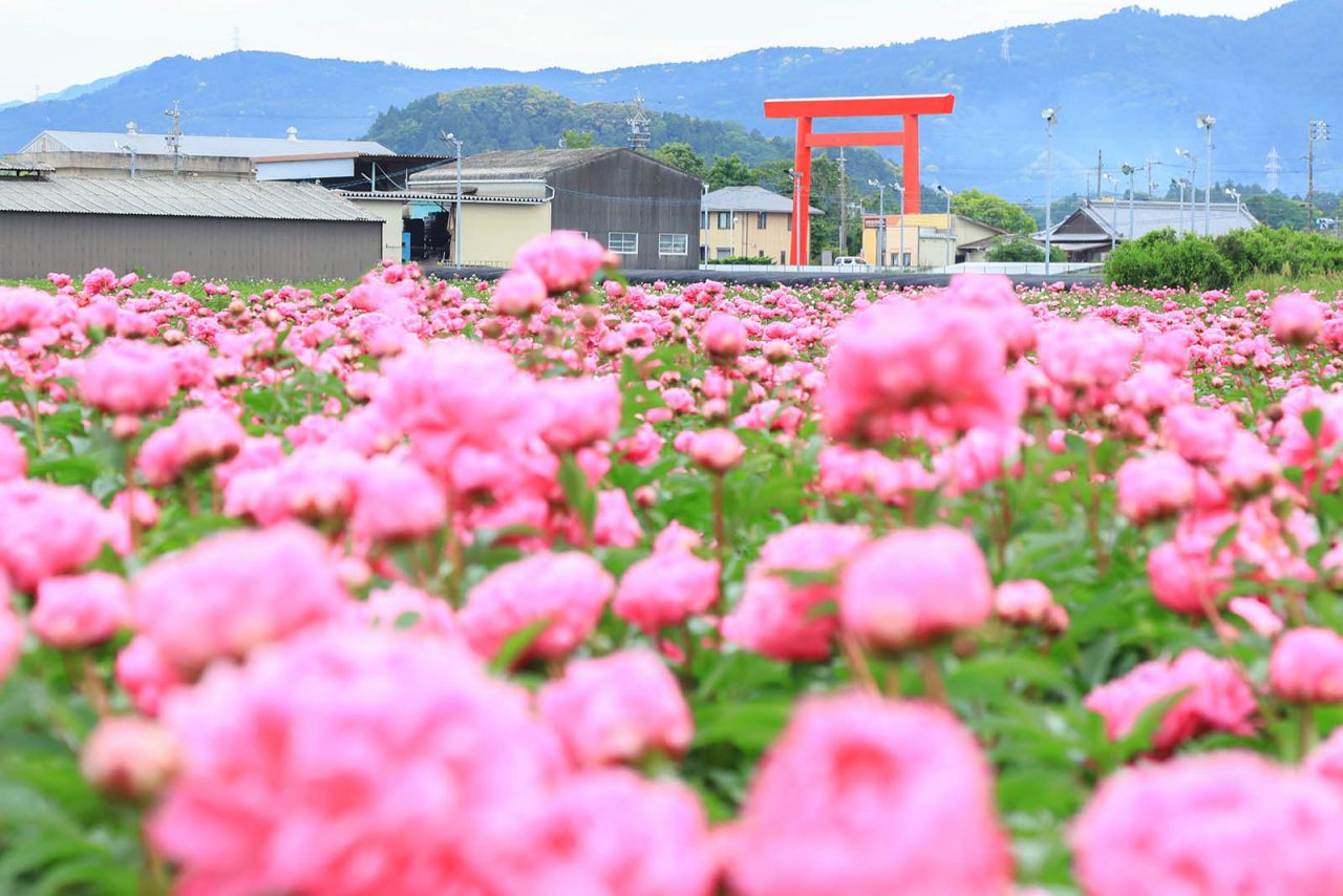 鈴鹿市長沢町のシャクヤク畑（ポピー畑）が2022年も見頃を迎えました