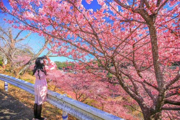 【南伊勢町】河村瑞賢公園の河津桜の開花状況や駐車場を紹介します